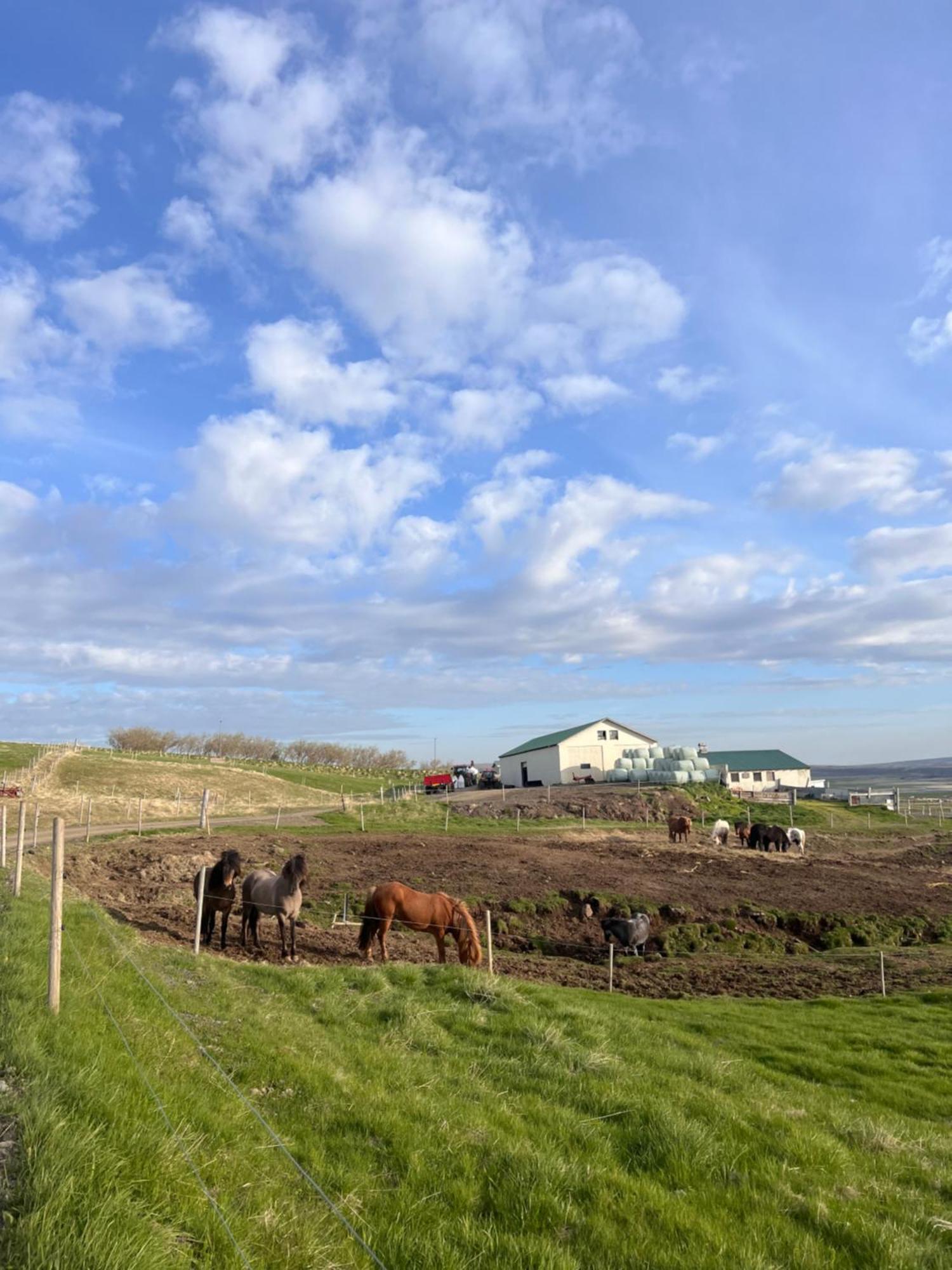 Stora-Asgeirsa Horse Farm Stay Vithigerthi Экстерьер фото