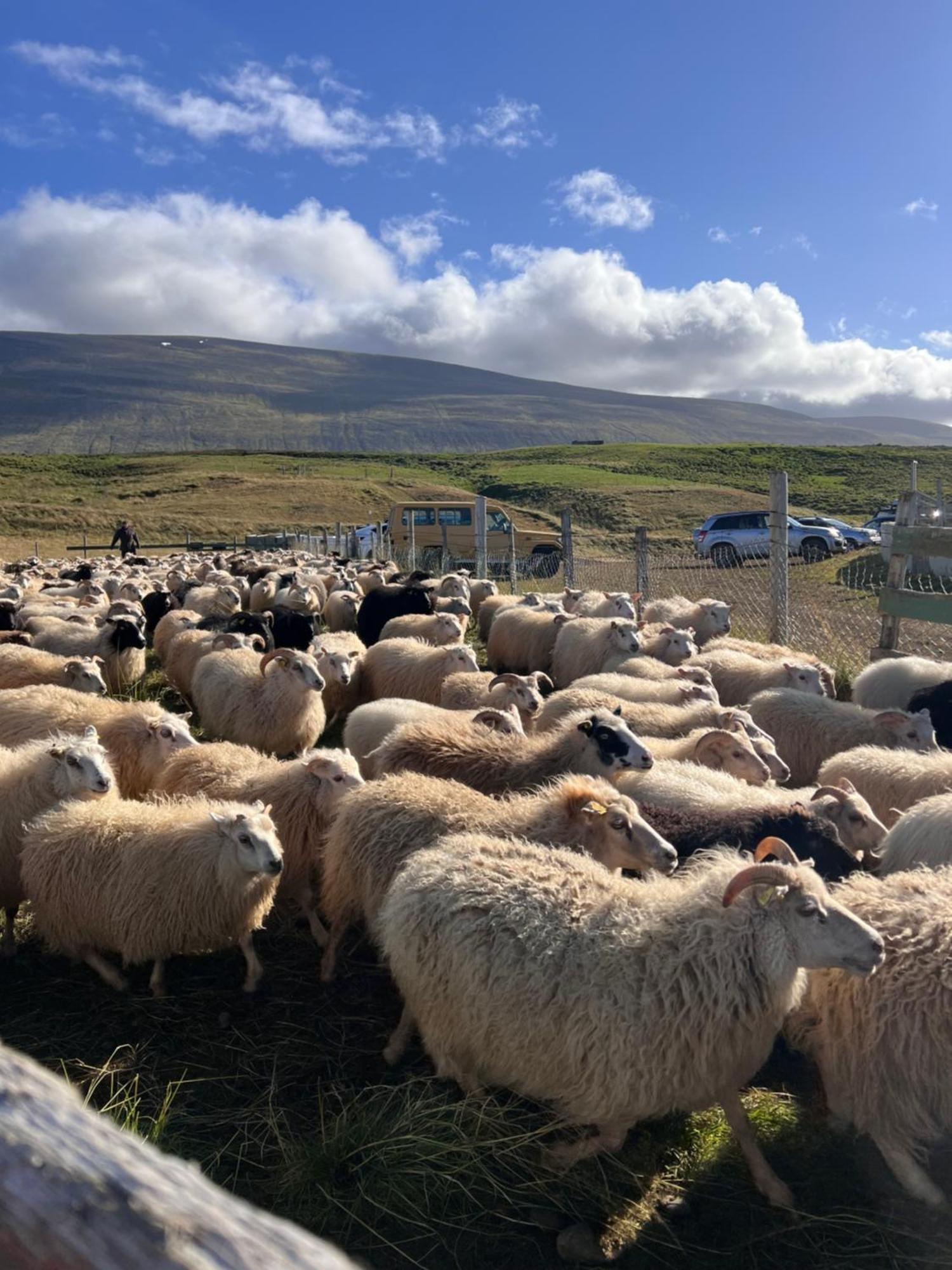 Stora-Asgeirsa Horse Farm Stay Vithigerthi Экстерьер фото